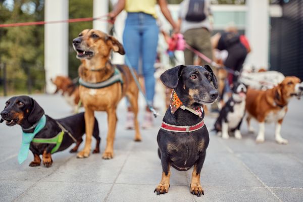 Port Saint Lucie Pets