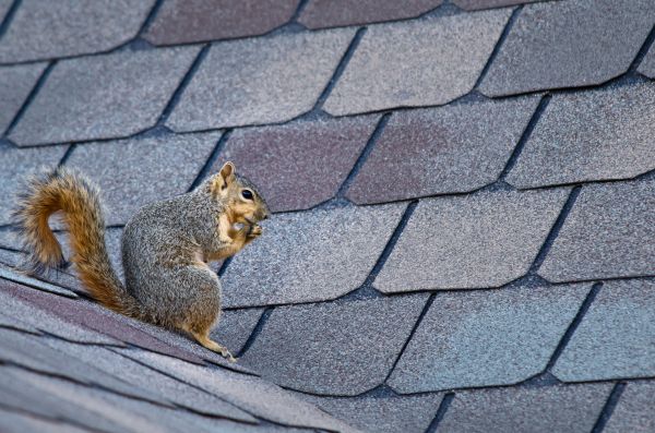 Port Saint Lucie Wildlife Removal