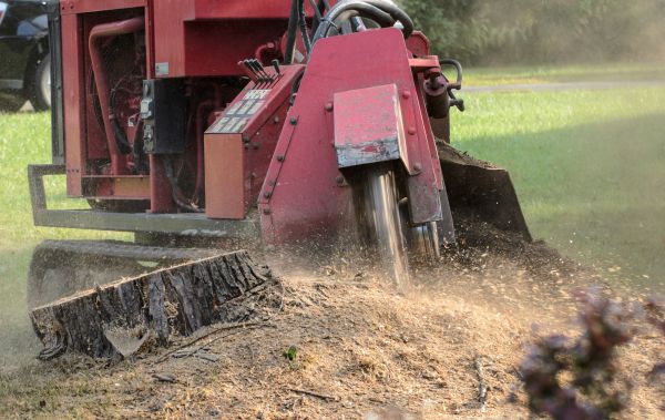 Port Saint Lucie Tree Removal